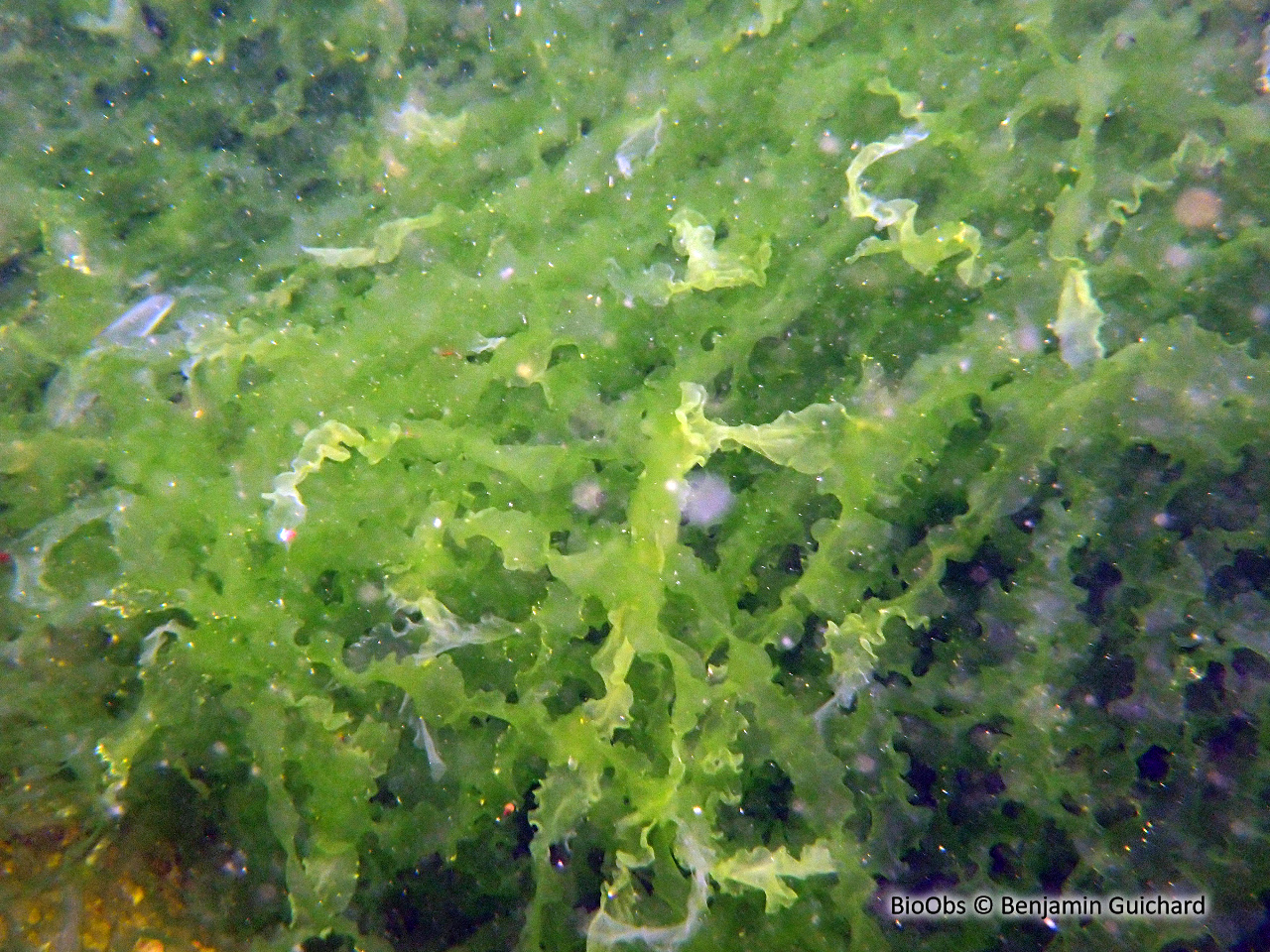 Entéromorphe - Ulva compressa - Benjamin Guichard - BioObs