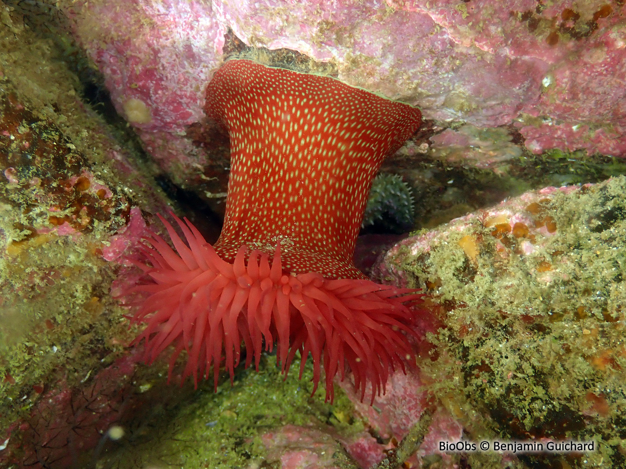Anémone fraise - Actinia fragacea - Benjamin Guichard - BioObs