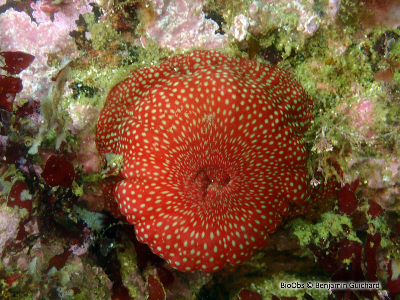 Anémone fraise - Actinia fragacea - Benjamin Guichard - BioObs