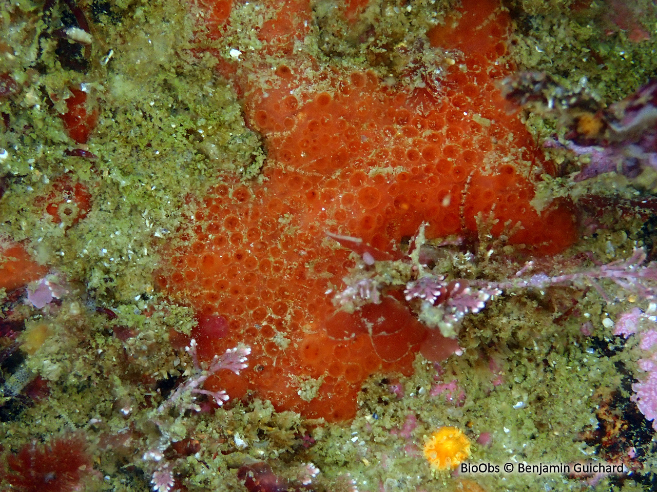 Eponge nid d'abeille - Phorbas fictitius - Benjamin Guichard - BioObs