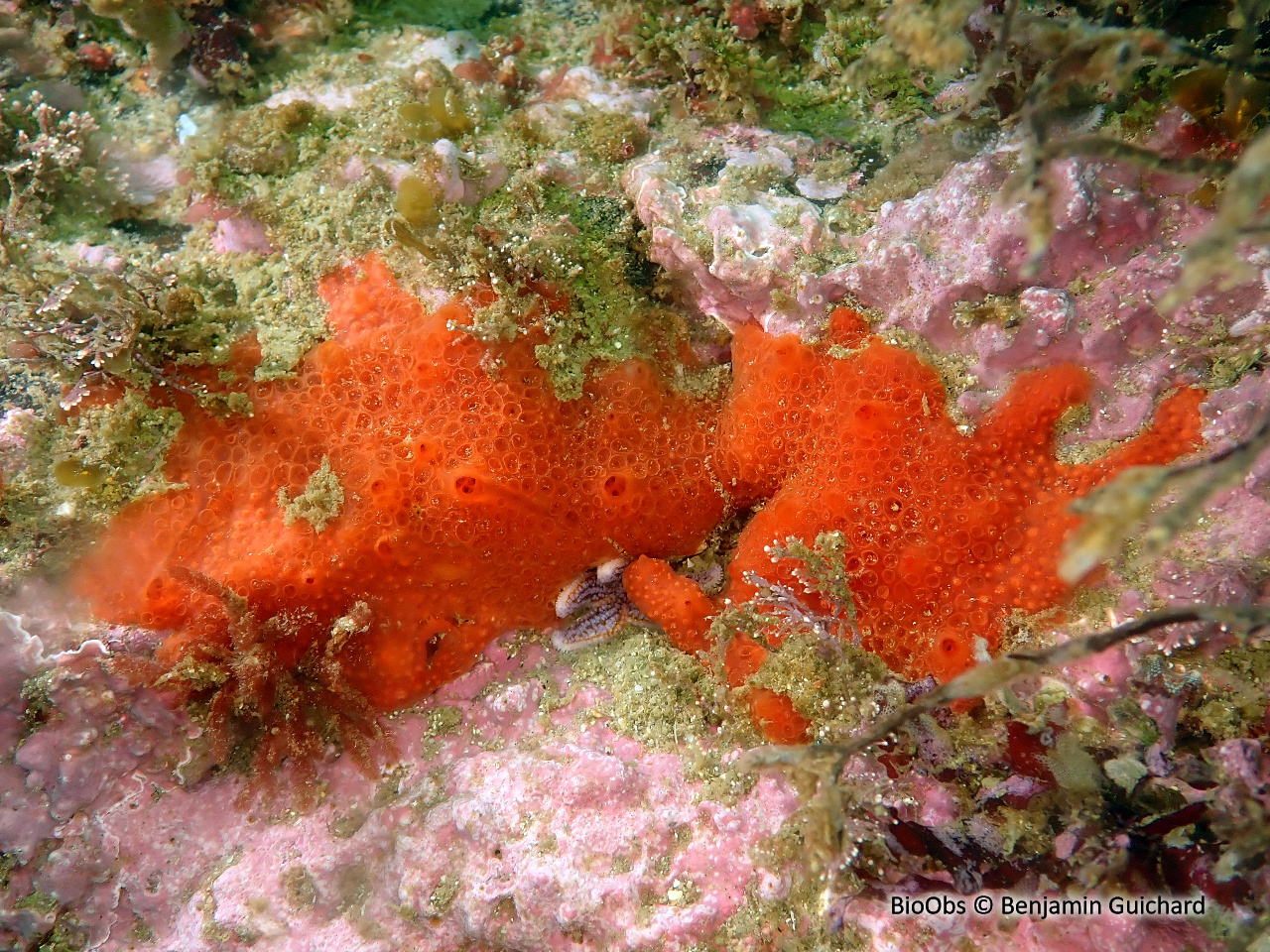 Eponge nid d'abeille - Phorbas fictitius - Benjamin Guichard - BioObs