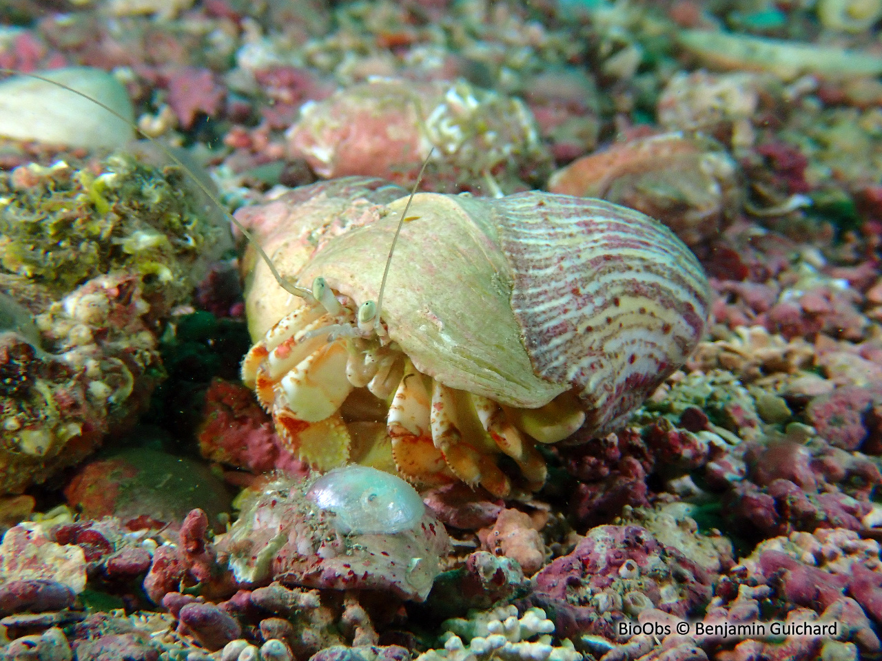 Bernard l'ermite commun - Pagurus bernhardus - Benjamin Guichard - BioObs