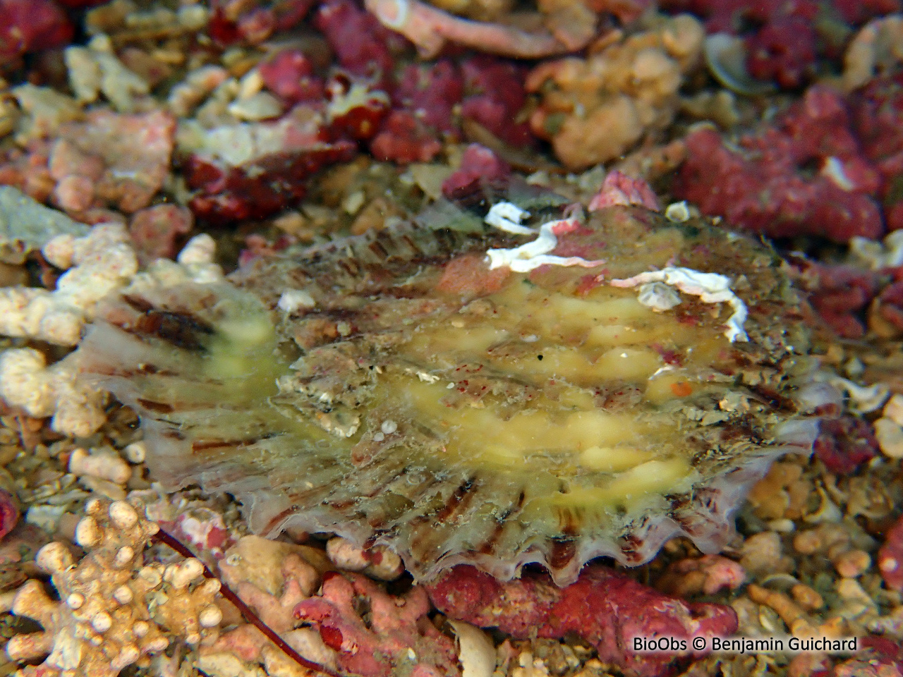 Huître plate, comestible - Ostrea edulis - Benjamin Guichard - BioObs