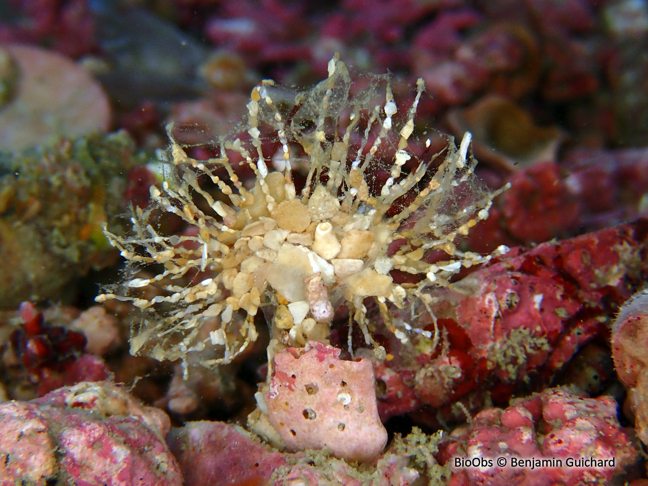 Lanice - Lanice conchilega - Benjamin Guichard - BioObs