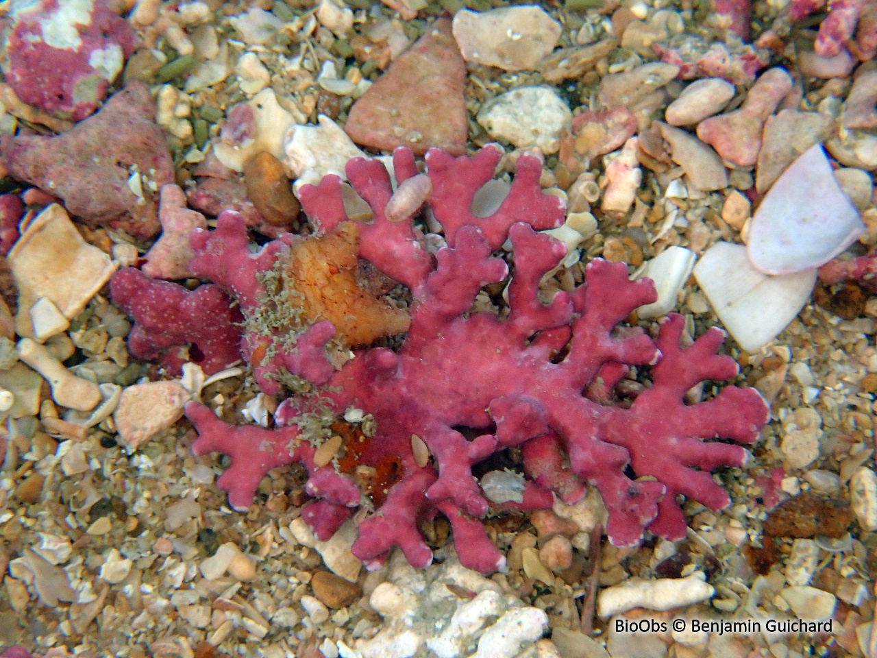 Maërl - Phymatolithon calcareum - Benjamin Guichard - BioObs