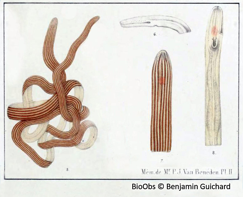 Némerte géant - Lineus longissimus - Benjamin Guichard - BioObs