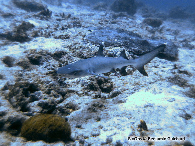 Requin corail - Triaenodon obesus - Benjamin Guichard - BioObs