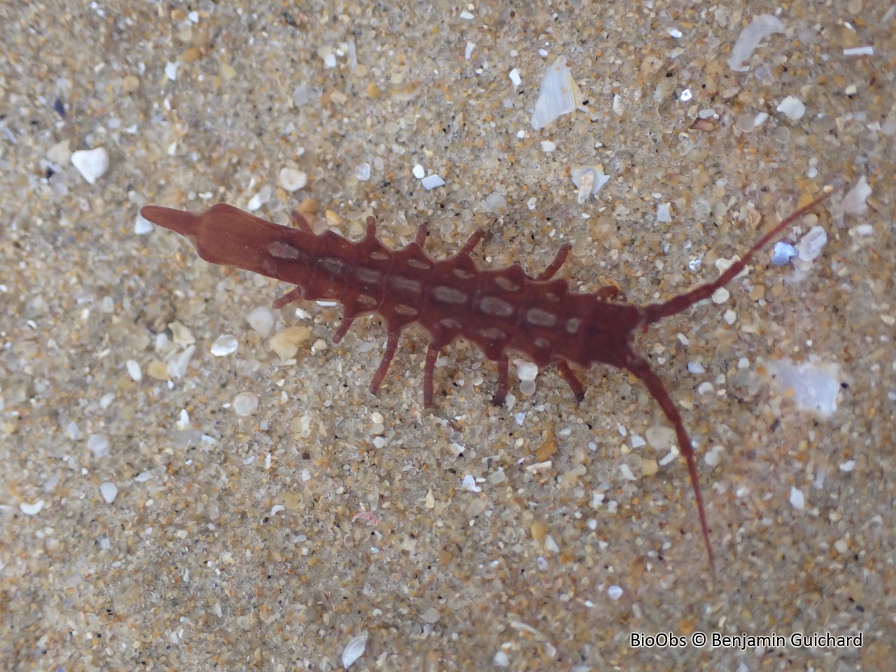 Sténosome Porte-Lance - Stenosoma lancifer - Benjamin Guichard - BioObs
