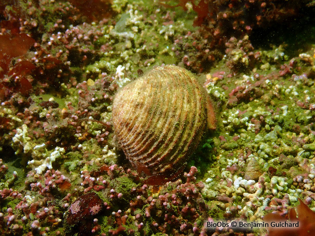 Praire commune - Venus verrucosa - Benjamin Guichard - BioObs