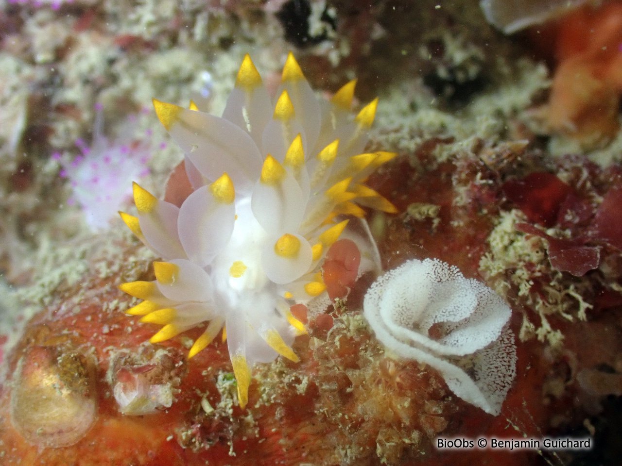 Eolis de Farran - Amphorina farrani - Benjamin Guichard - BioObs
