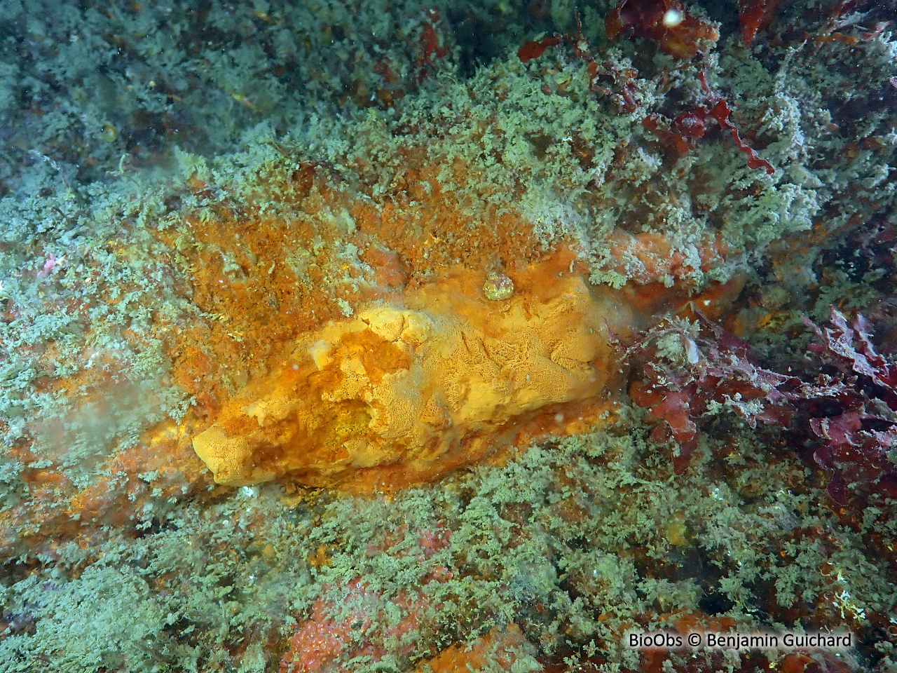 Halomonas du Titanic - Halomonas titanicae - Benjamin Guichard - BioObs