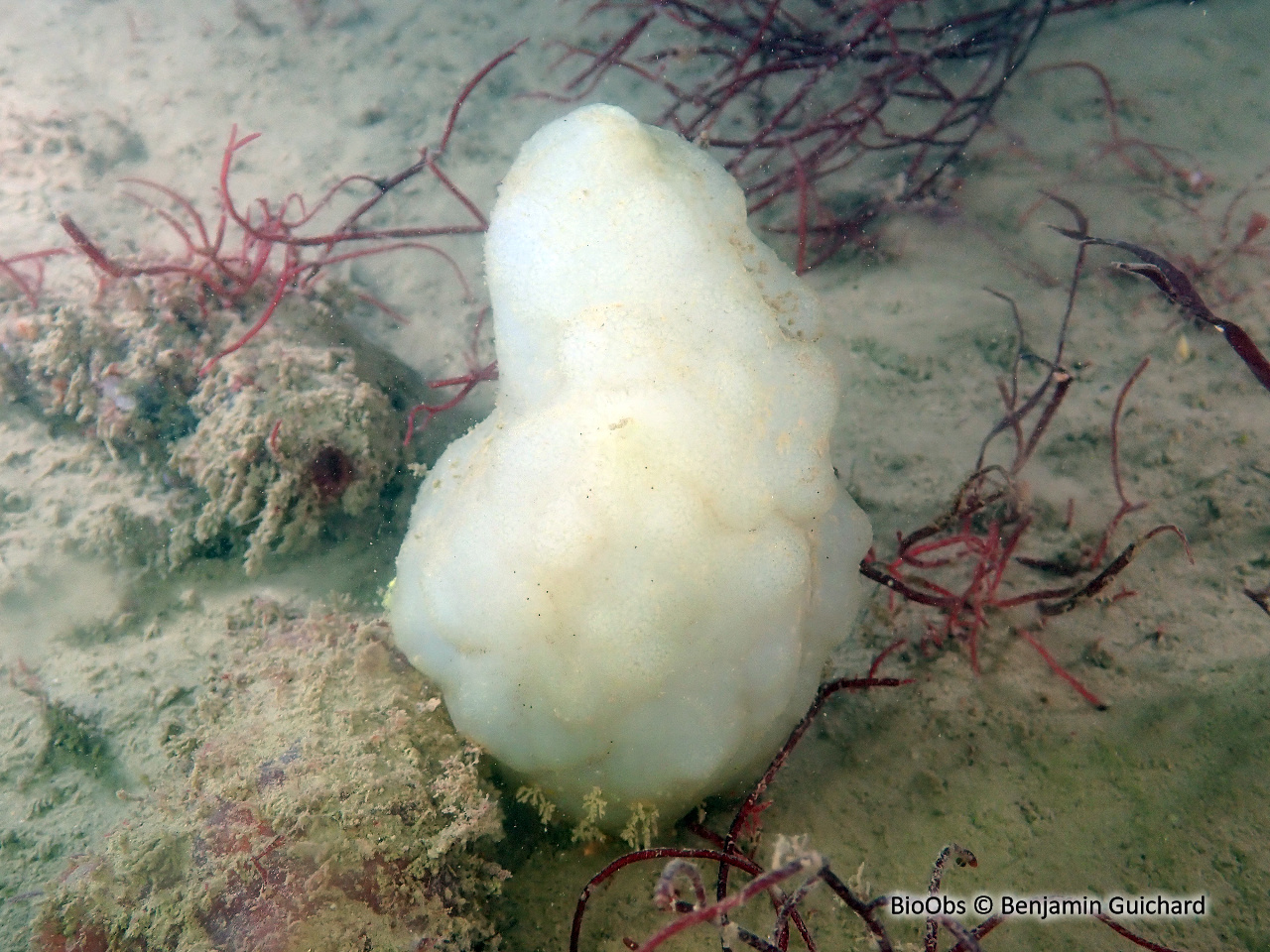 Ascidie blanche - Phallusia mammillata - Benjamin Guichard - BioObs