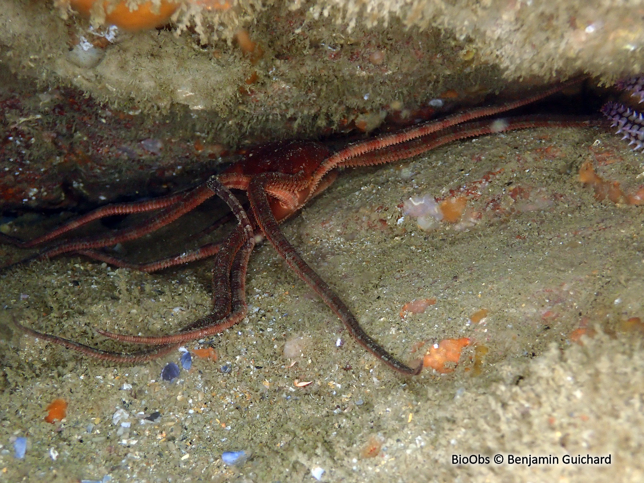 Ophiure lisse - Ophioderma longicaudum - Benjamin Guichard - BioObs