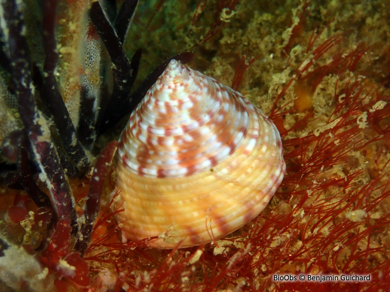 Troque jujube - Calliostoma zizyphinum - Benjamin Guichard - BioObs