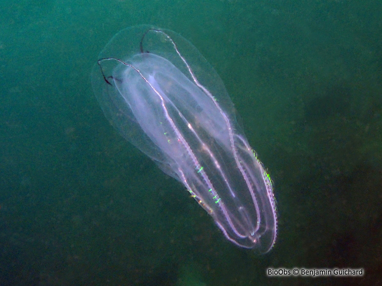 Bolinopsis - Bolinopsis infundibulum - Benjamin Guichard - BioObs