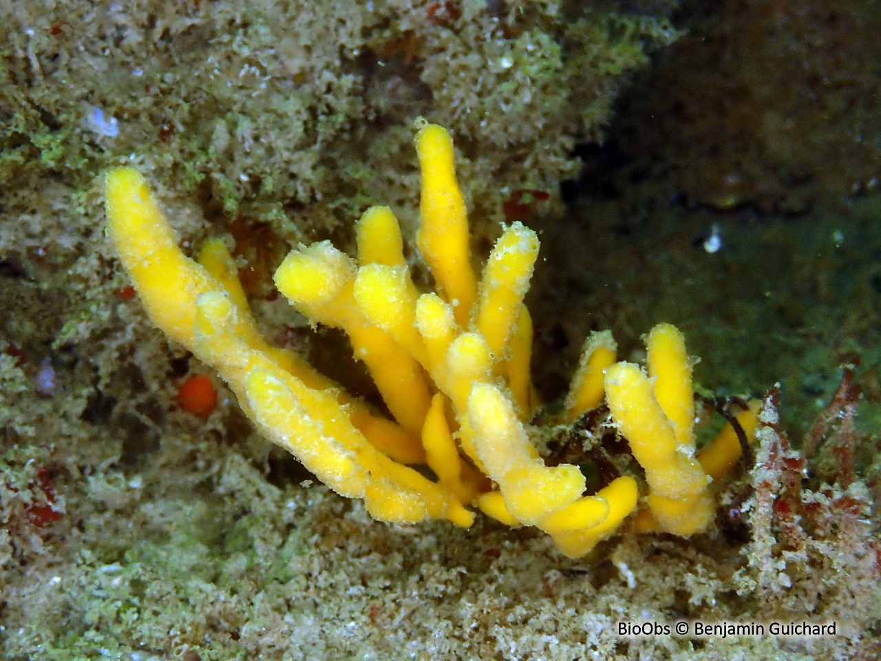 Axinelle commune - Axinella polypoides - Benjamin Guichard - BioObs