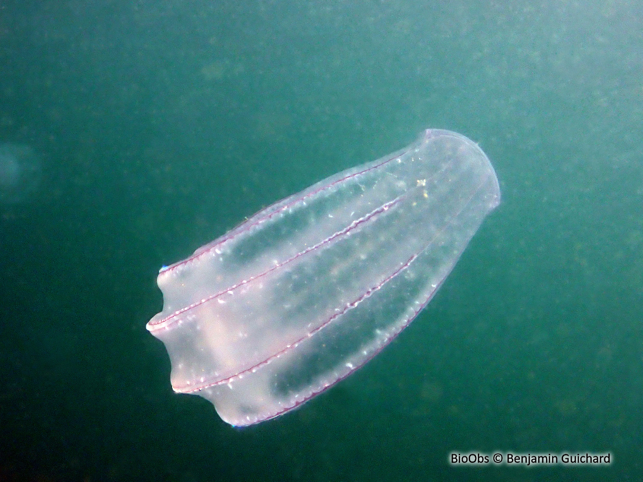 Béroé ovale - Beroe ovata - Benjamin Guichard - BioObs