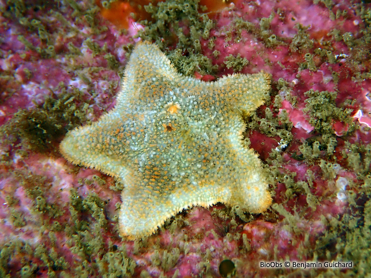 Astérie bossue - Asterina gibbosa - Benjamin Guichard - BioObs