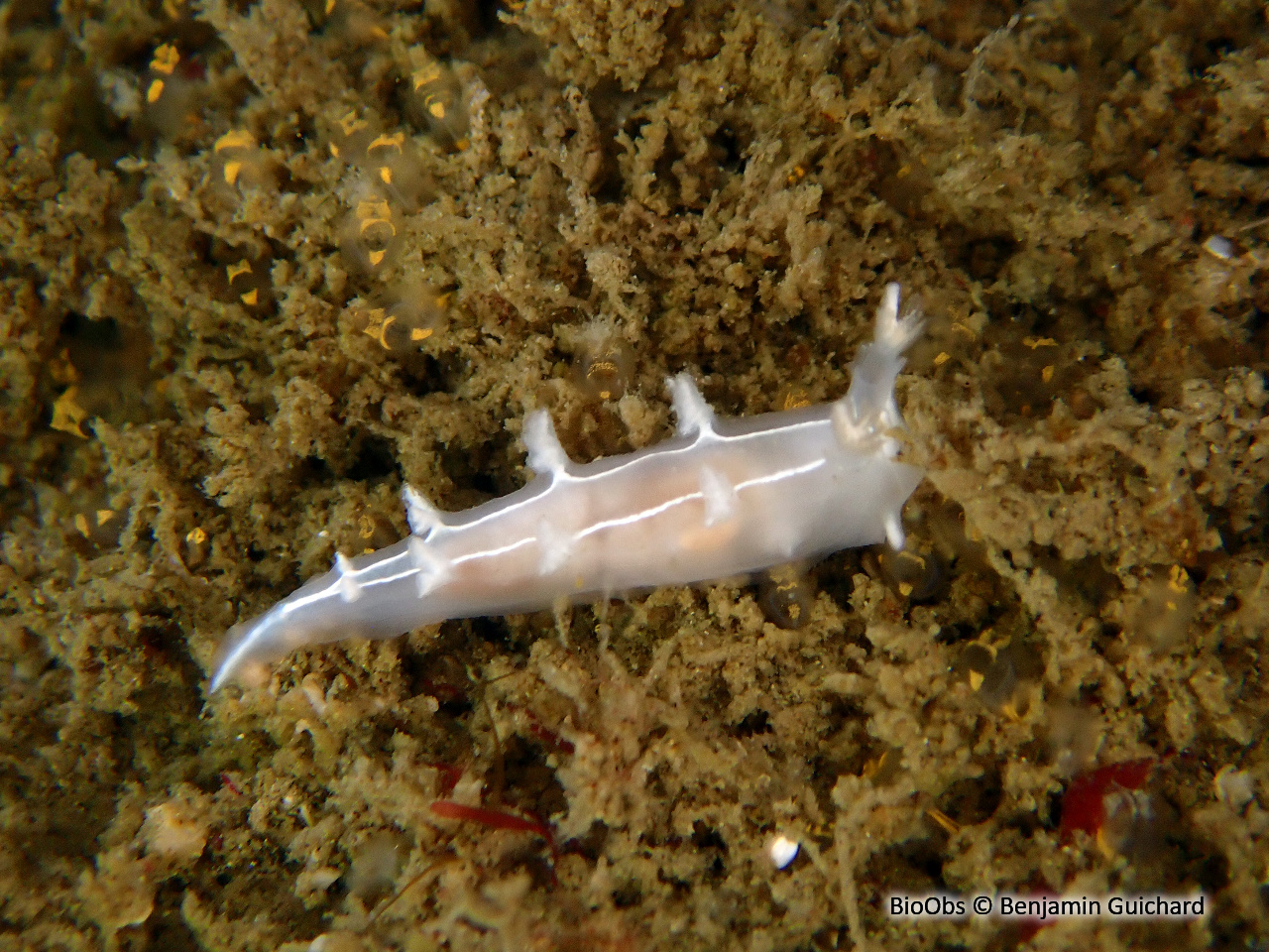 Tritonie rayée - Duvaucelia lineata - Benjamin Guichard - BioObs