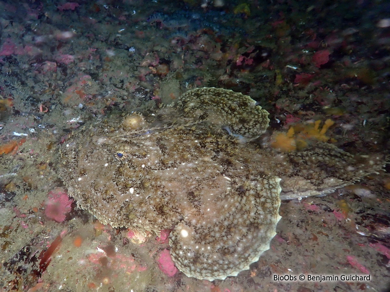 Baudroie - Lophius piscatorius - Benjamin Guichard - BioObs