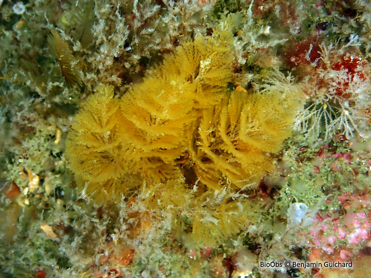 Bugule spiralée - Bugulina turbinata - Benjamin Guichard - BioObs