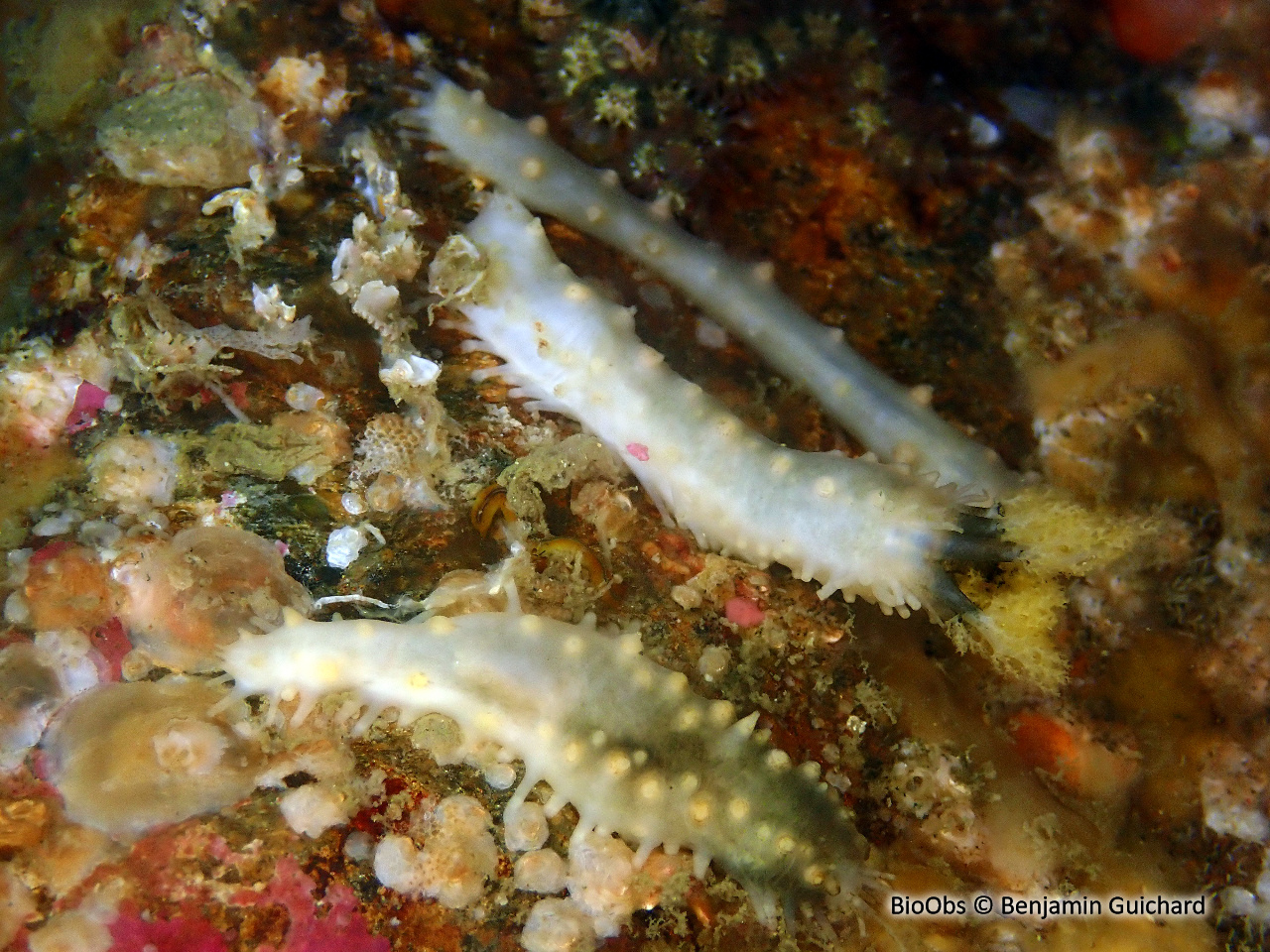 Petit lèche-doigts blanc - Ocnus lacteus - Benjamin Guichard - BioObs
