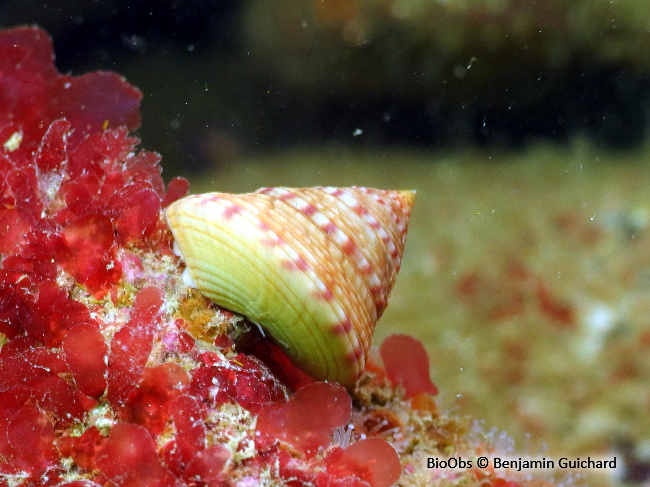 Troque jujube - Calliostoma zizyphinum - Benjamin Guichard - BioObs