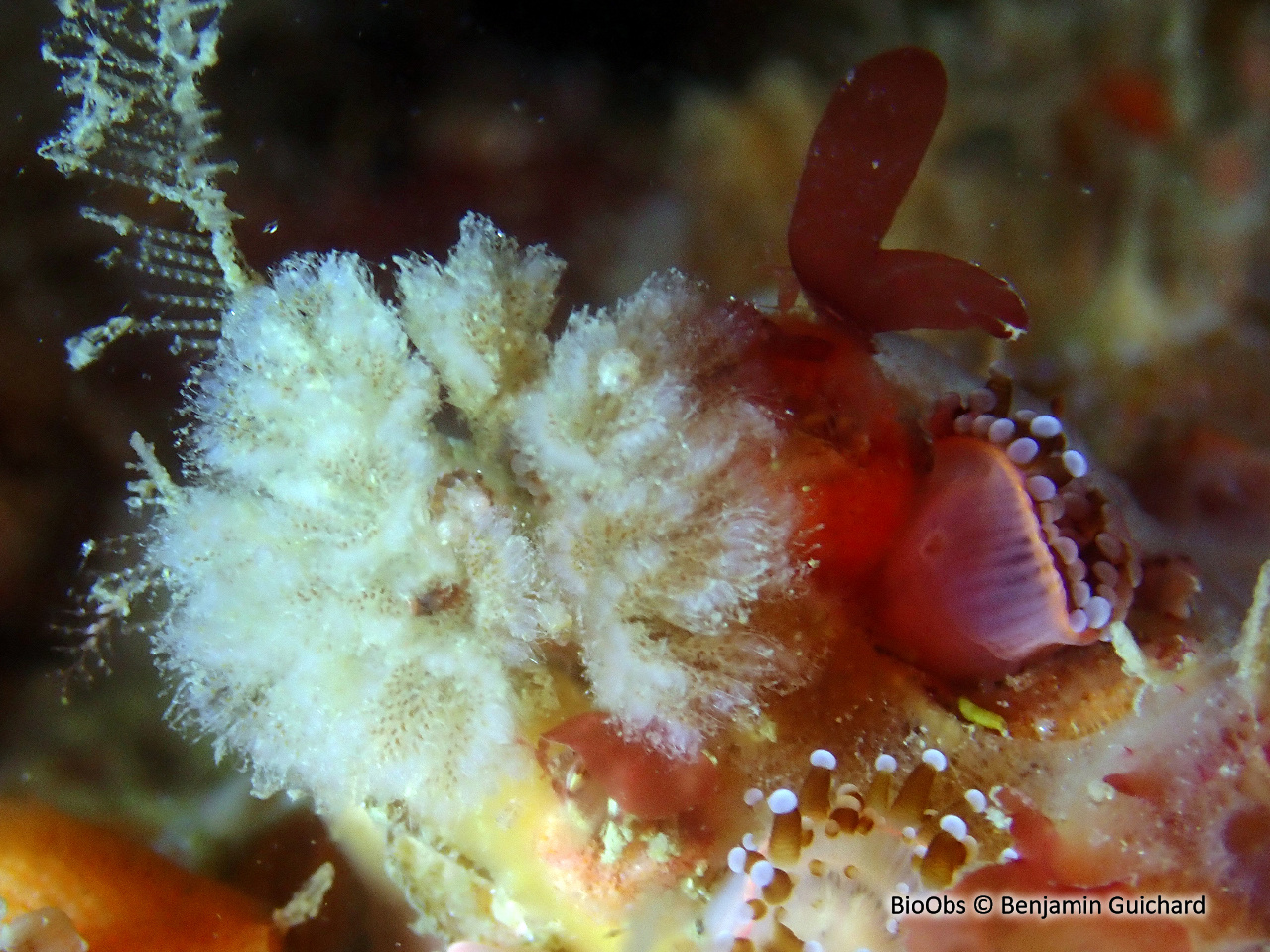 Bryozoaire flocon blanc - Bicellariella ciliata - Benjamin Guichard - BioObs