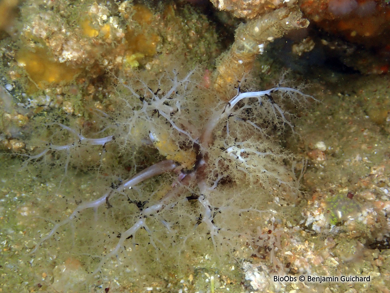 Grand lèche-doigts blanc - Pawsonia saxicola - Benjamin Guichard - BioObs