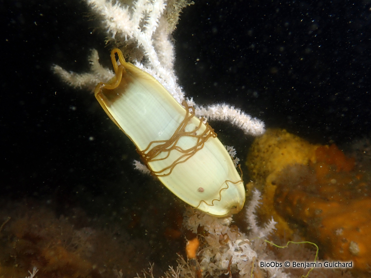 Grande roussette ponte - Scyliorhinus - Benjamin Guichard - BioObs