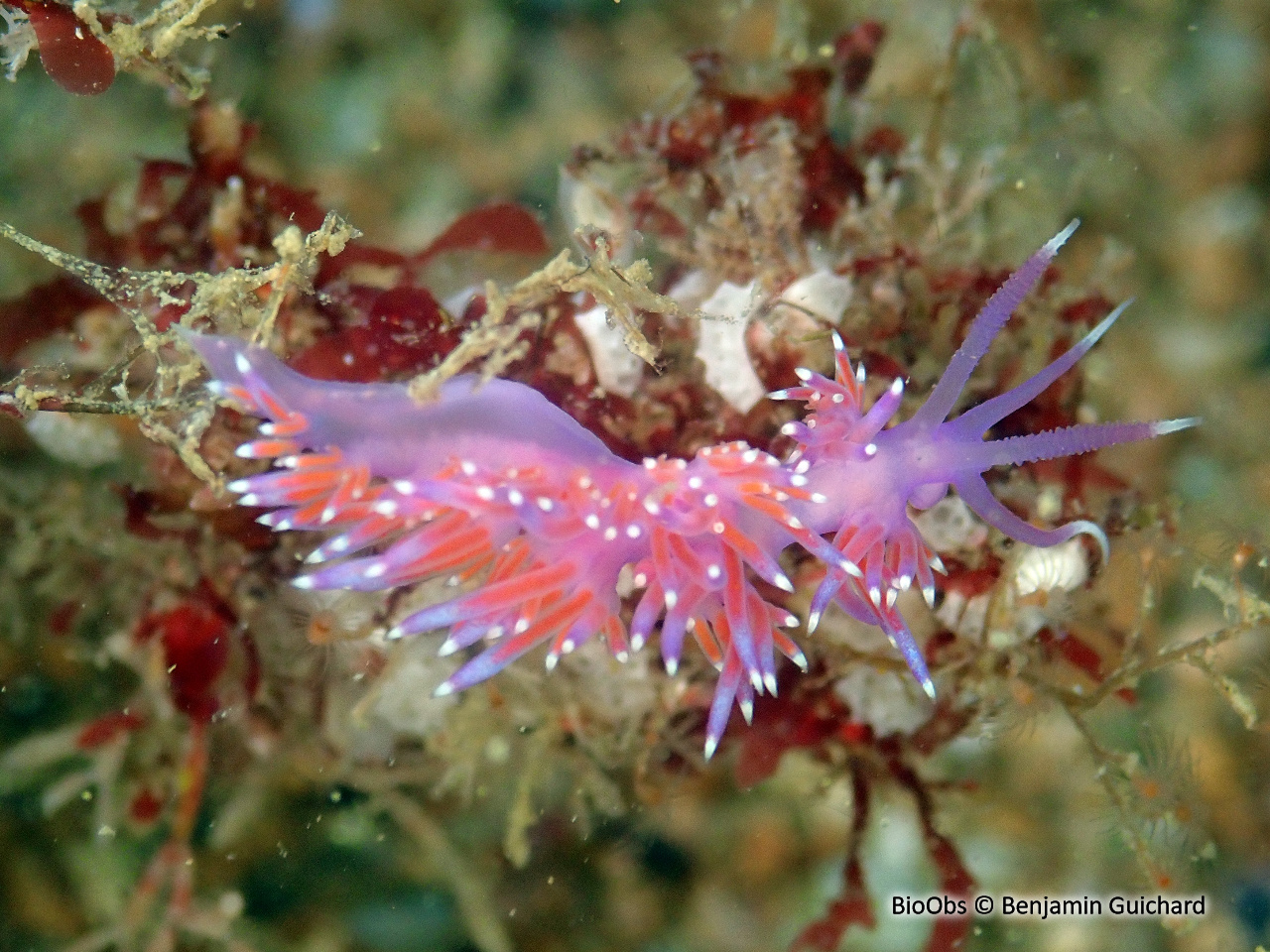 Flabelline d'Ischia - Paraflabellina ischitana - Benjamin Guichard - BioObs