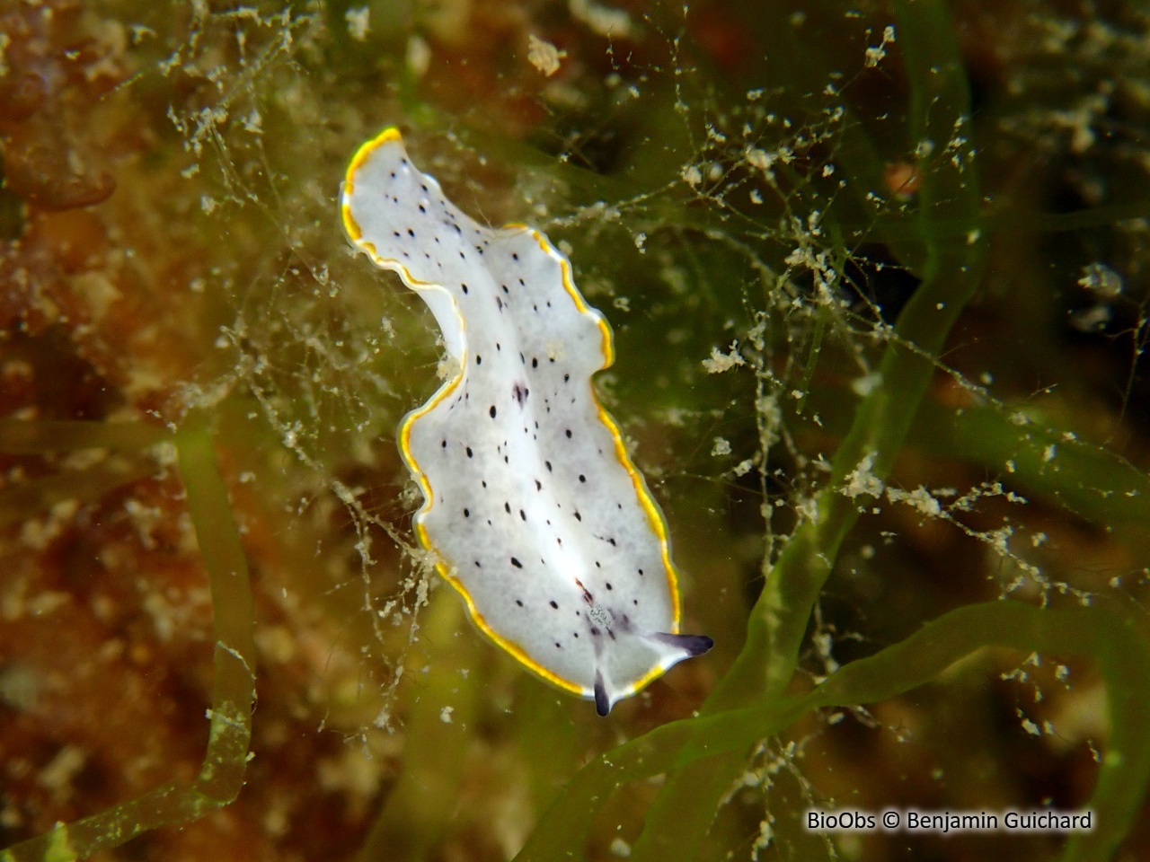 Planaire tachetée - Prostheceraeus moseleyi - Benjamin Guichard - BioObs