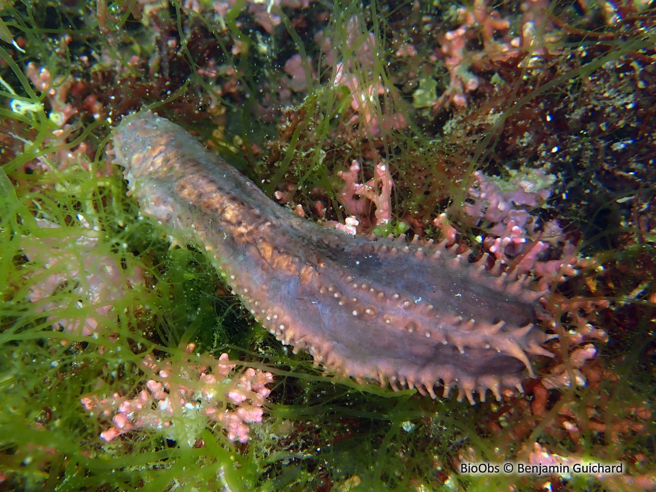 Lèche-doigts de Plancus - Ocnus planci - Benjamin Guichard - BioObs