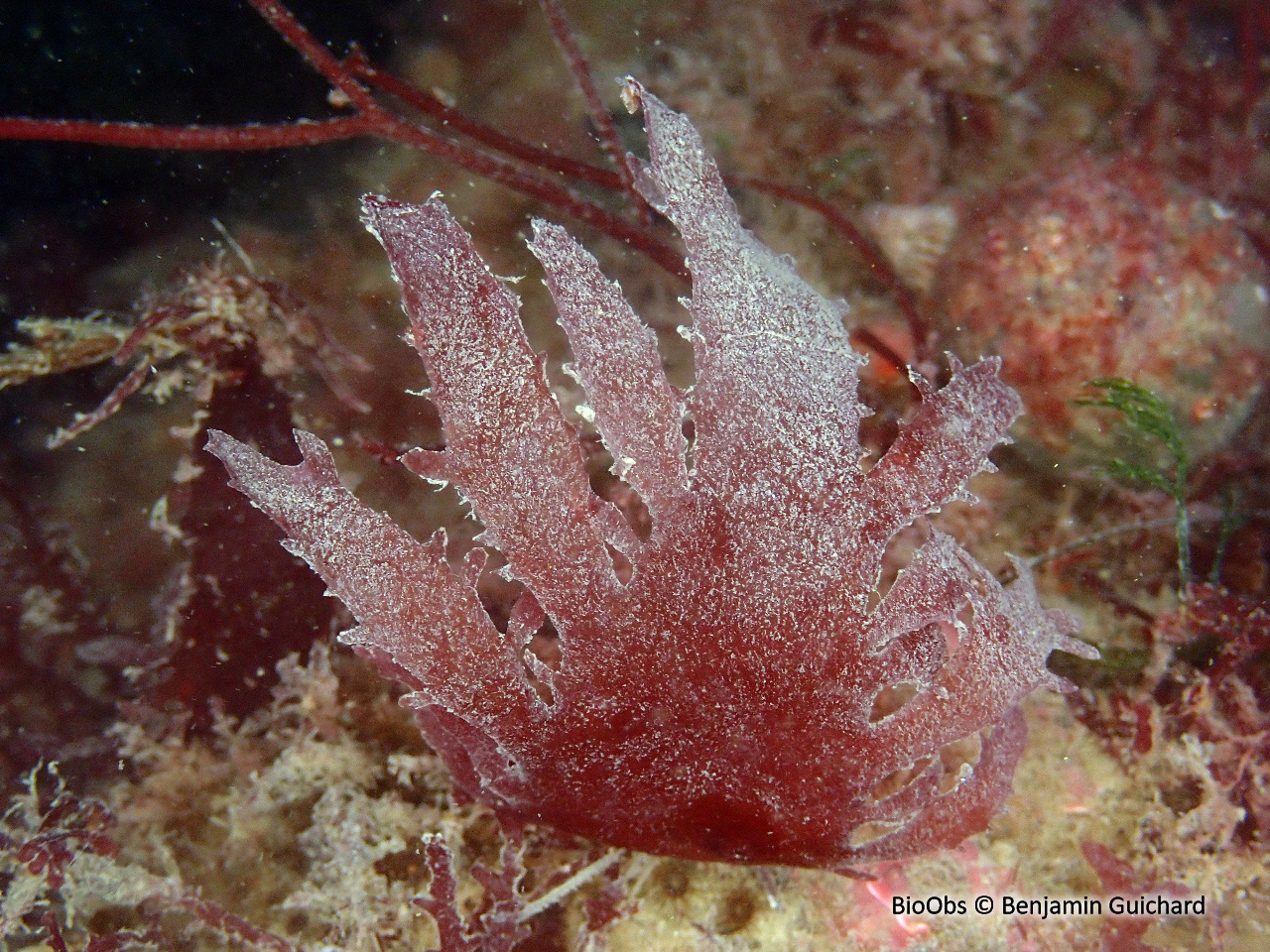 Algue ciliée - Calliblepharis ciliata - Benjamin Guichard - BioObs