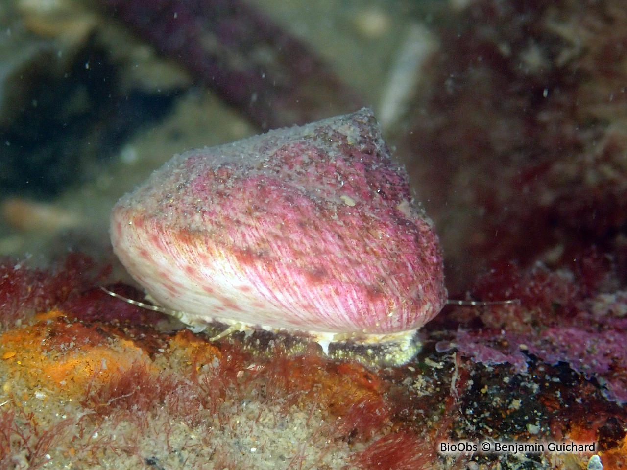 Gibbule mage - Gibbula magus - Benjamin Guichard - BioObs