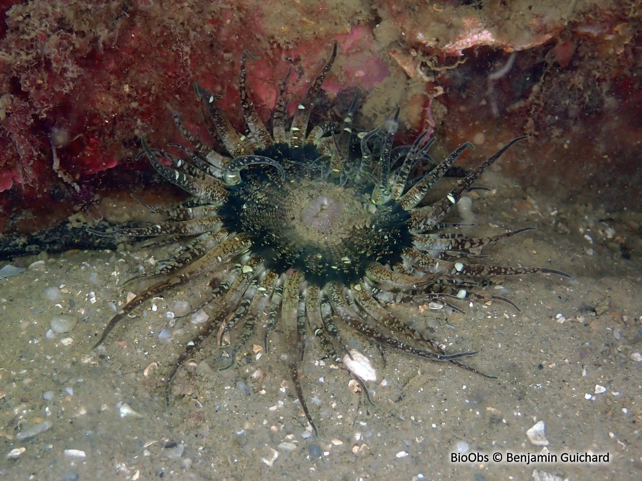 Sagartie des vases - Cylista troglodytes - Benjamin Guichard - BioObs