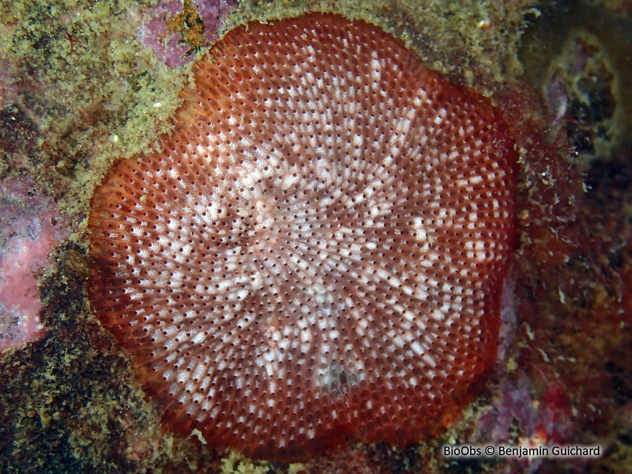 Bryozoaire encroûtant rouge - Schizobrachiella sanguinea - Benjamin Guichard - BioObs