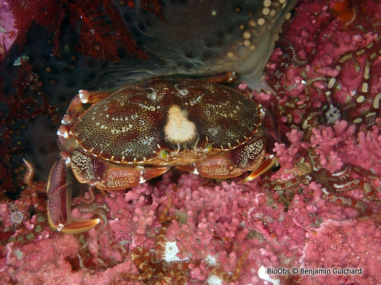 Tourteau pointclos - Cancer irroratus - Benjamin Guichard - BioObs