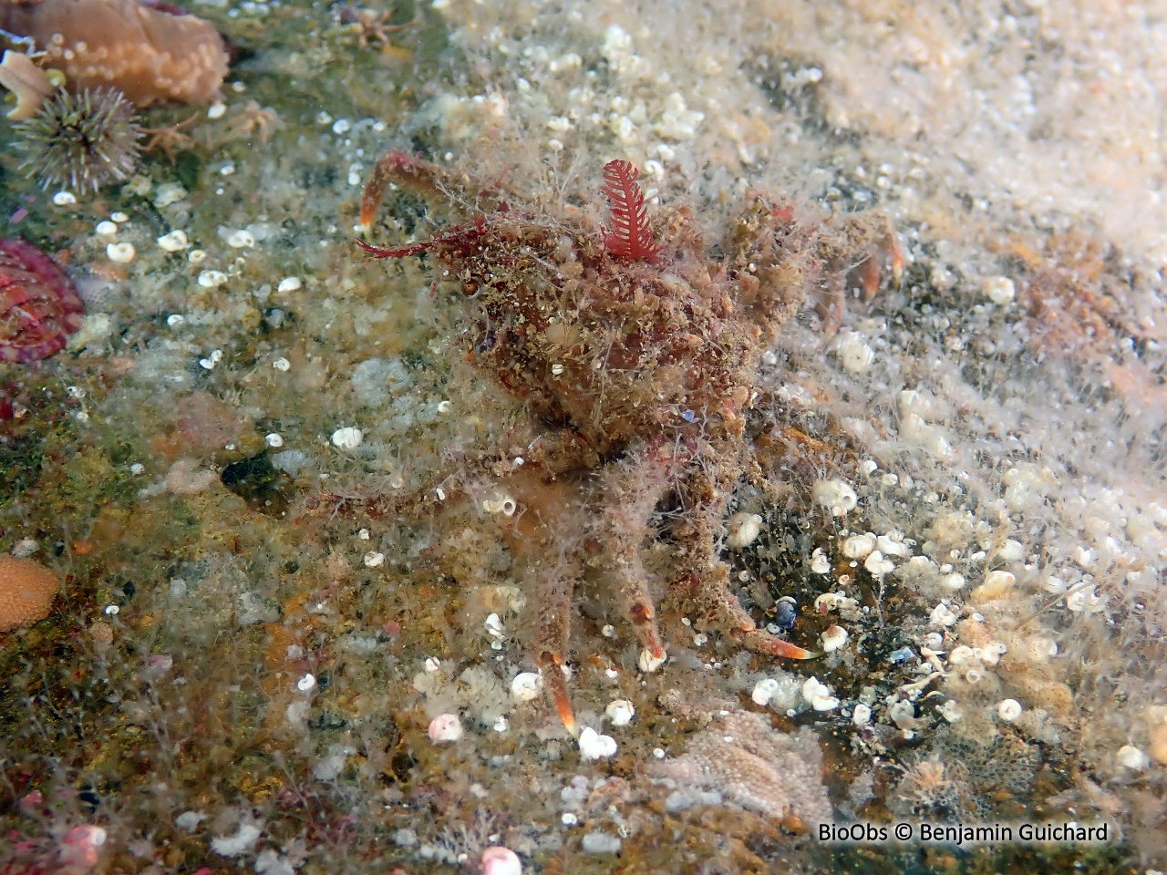 Crabe-araignée (genre Hyas) - Hyas - Benjamin Guichard - BioObs