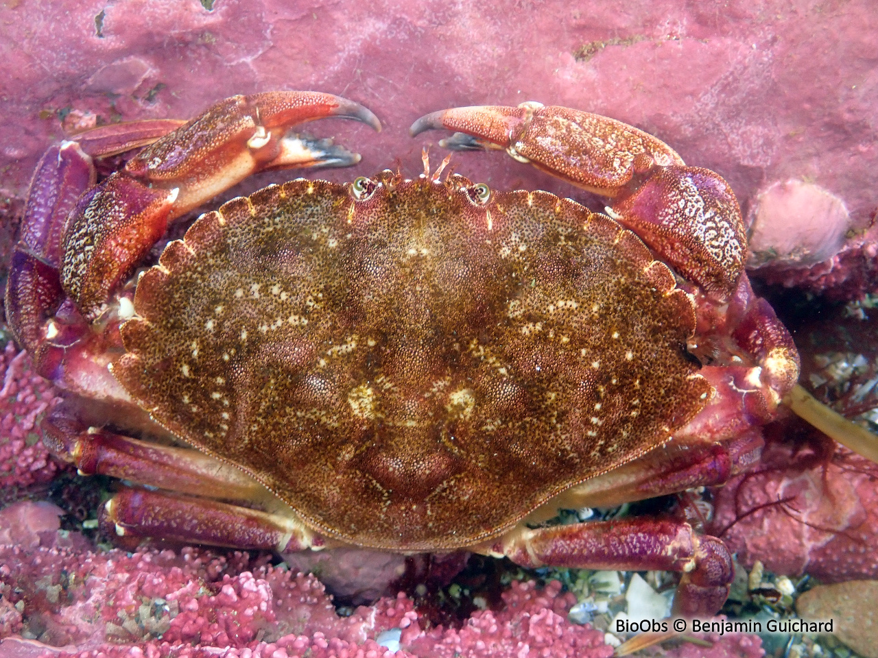 Tourteau pointclos - Cancer irroratus - Benjamin Guichard - BioObs