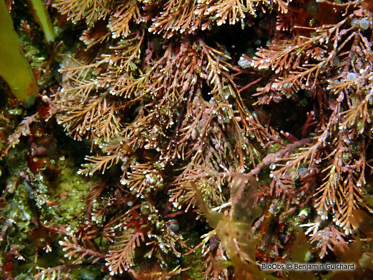 Coralline - Corallina officinalis - Benjamin Guichard - BioObs