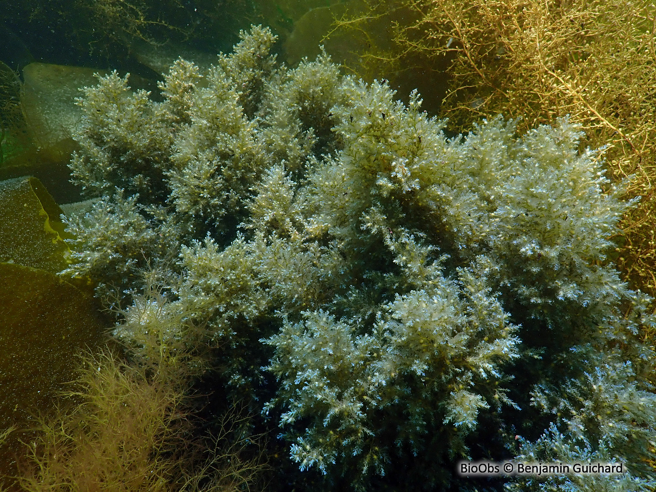 Cystoseire bleue - Ericaria selaginoides - Benjamin Guichard - BioObs