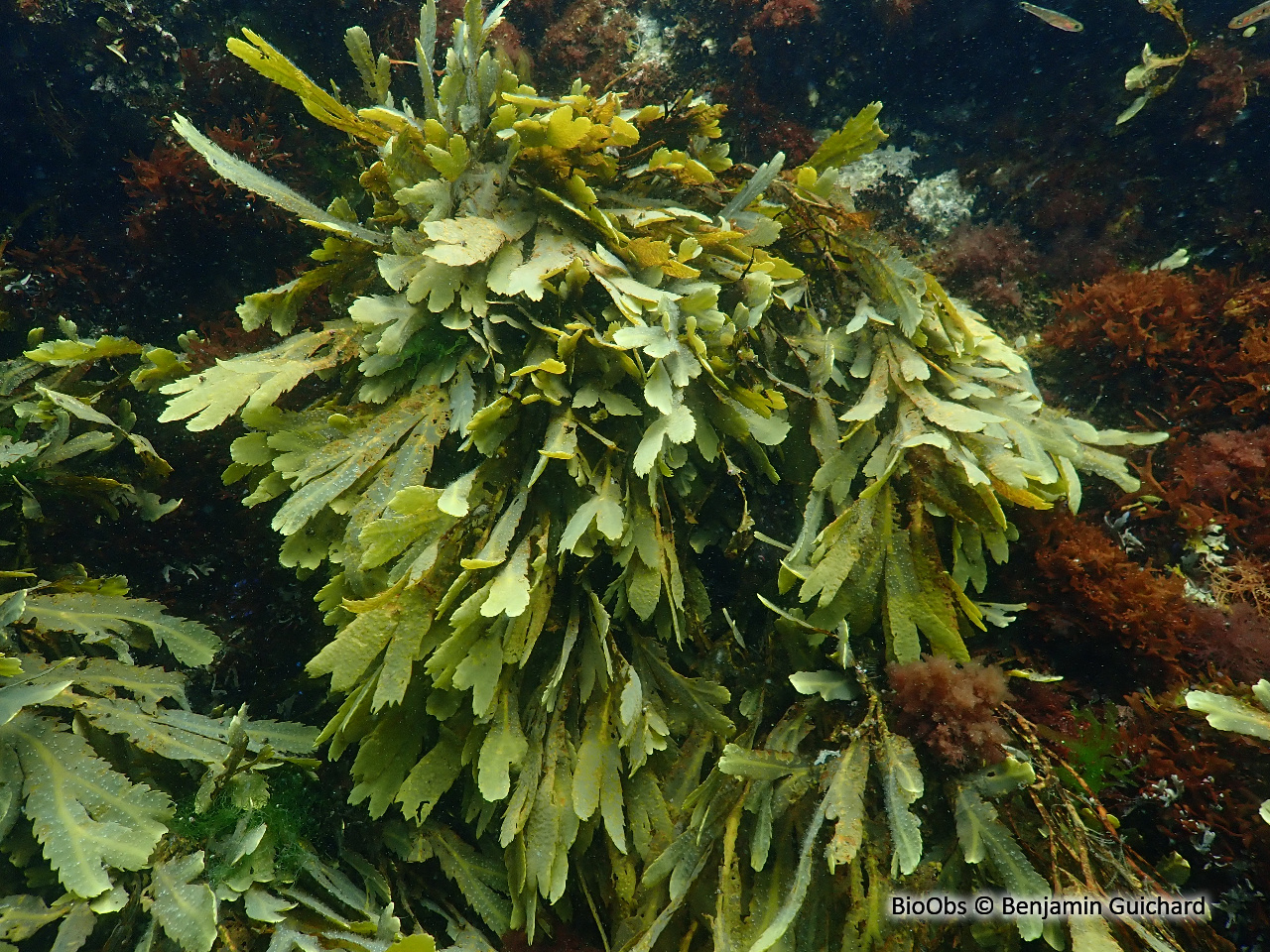 Fucus denté - Fucus serratus - Benjamin Guichard - BioObs