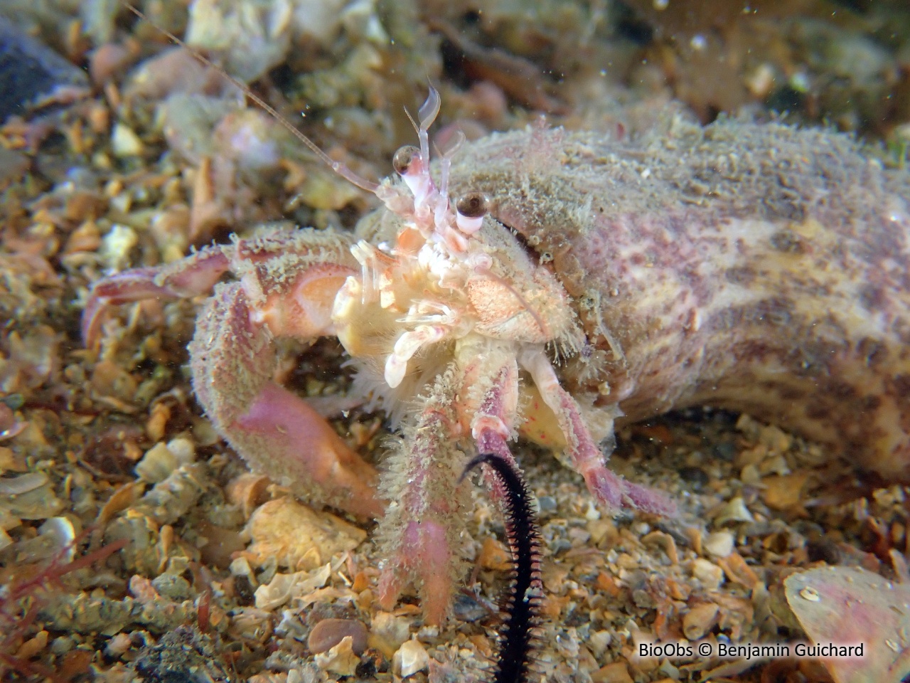 Pagure poilu - Pagurus cuanensis - Benjamin Guichard - BioObs