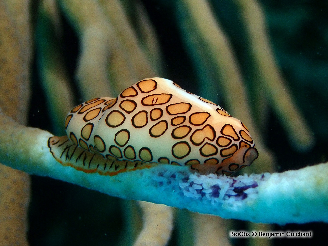 Monnaie caraïbe à ocelles - Cyphoma gibbosum - Benjamin Guichard - BioObs