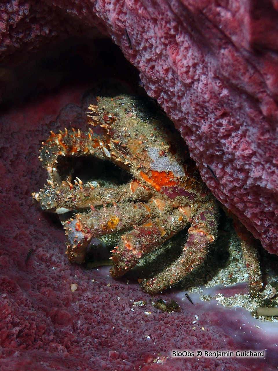 Araignée de mer verruqueuse - Maguimithrax spinosissimus - Benjamin Guichard - BioObs