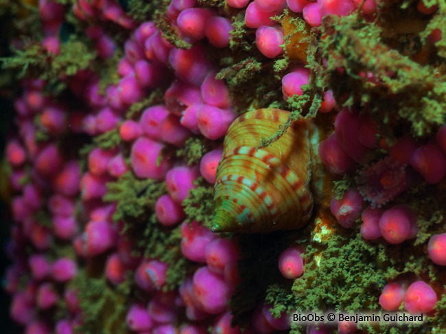 Troque jujube - Calliostoma zizyphinum - Benjamin Guichard - BioObs