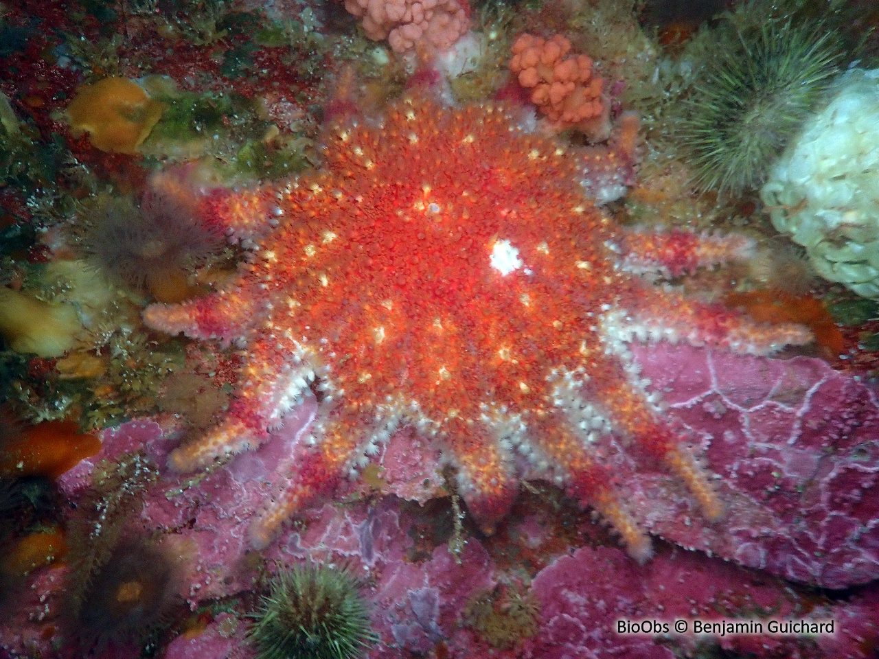 Crachat d'amiral - Crossaster papposus - Benjamin Guichard - BioObs