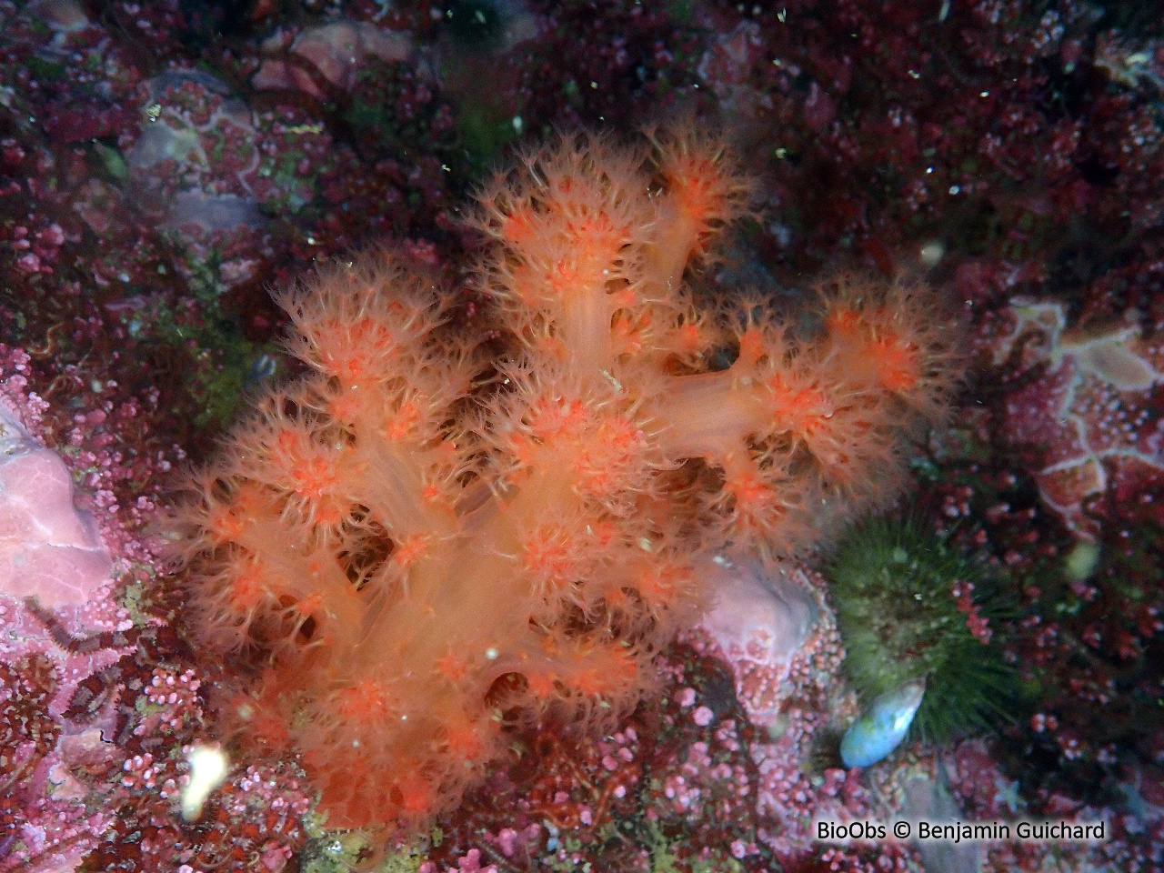 Framboise de mer - Gersemia rubiformis - Benjamin Guichard - BioObs