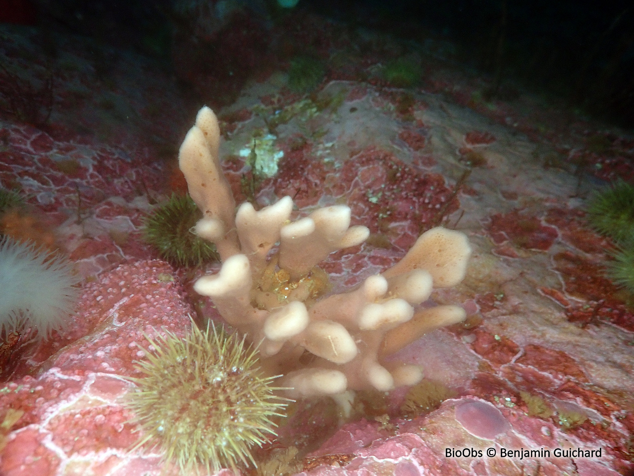 Chaline oculée - Haliclona (Haliclona) oculata - Benjamin Guichard - BioObs